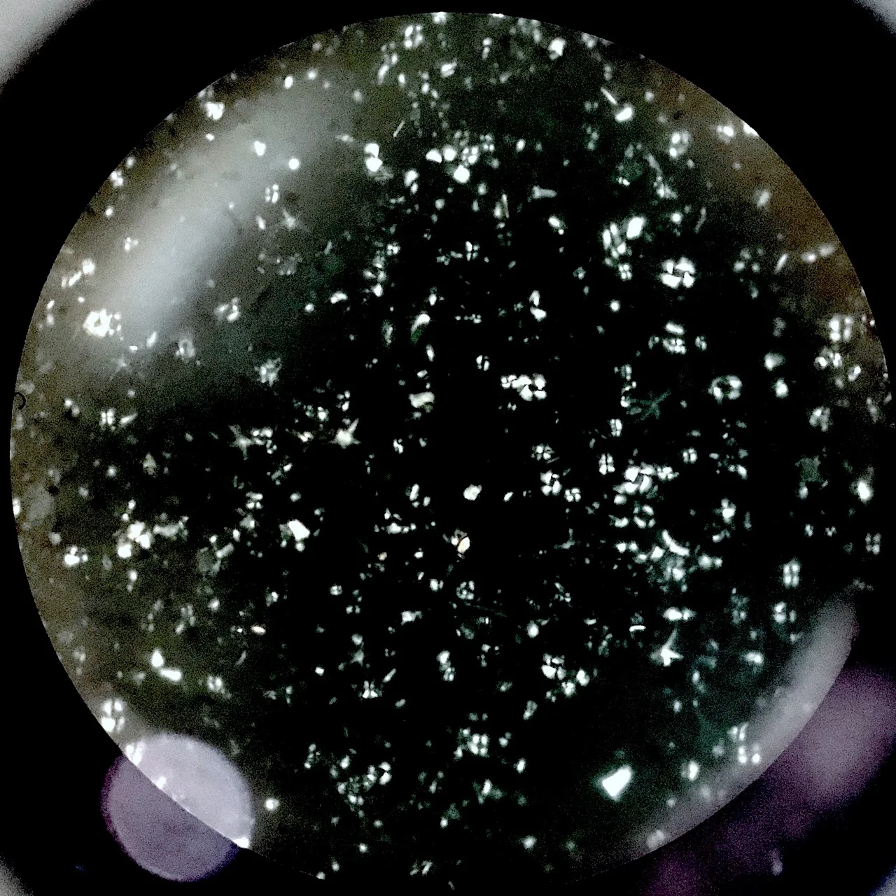 Microscope view of many tiny bright calcareous nannofossils on a dark field.